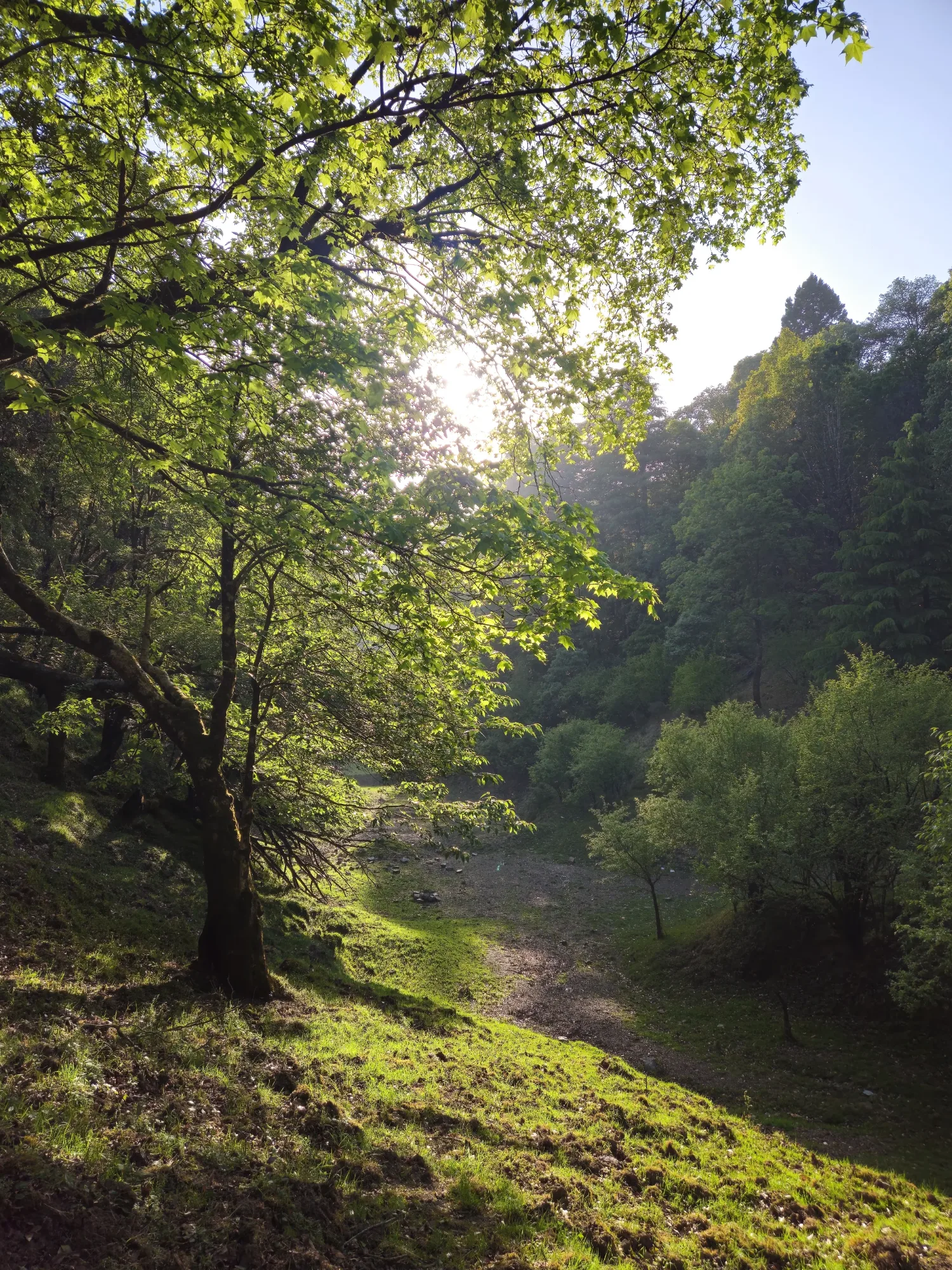 Cheena Peak Hike – Experience Nainital from Above