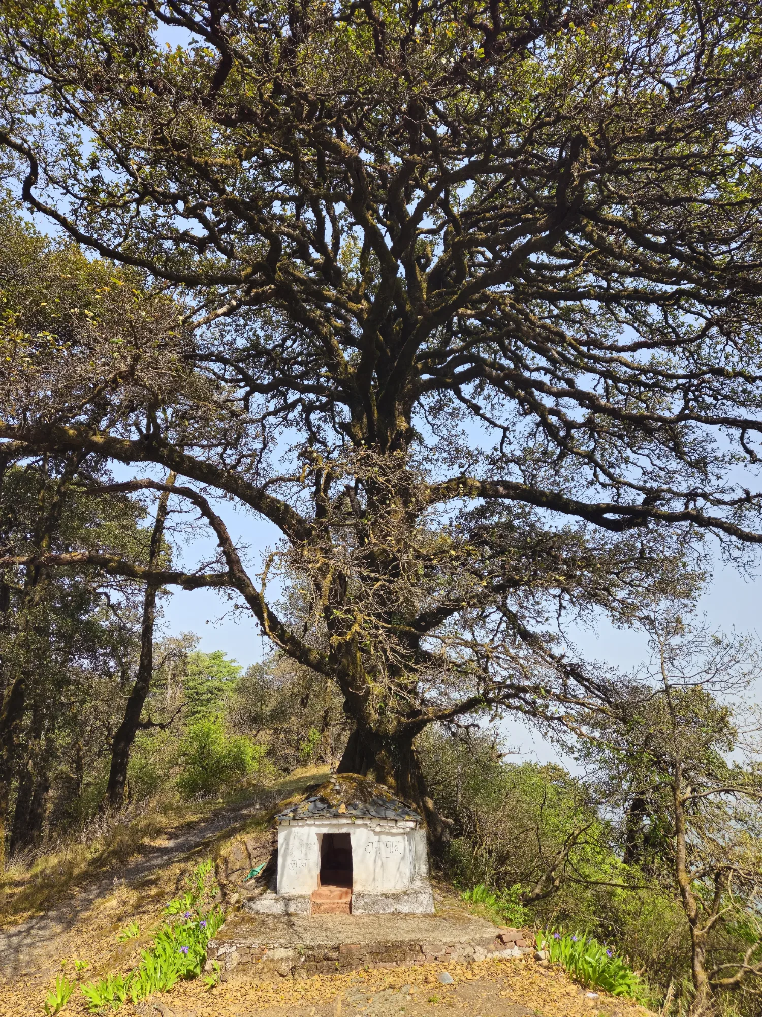 Cheena Peak Hike – Experience Nainital from Above