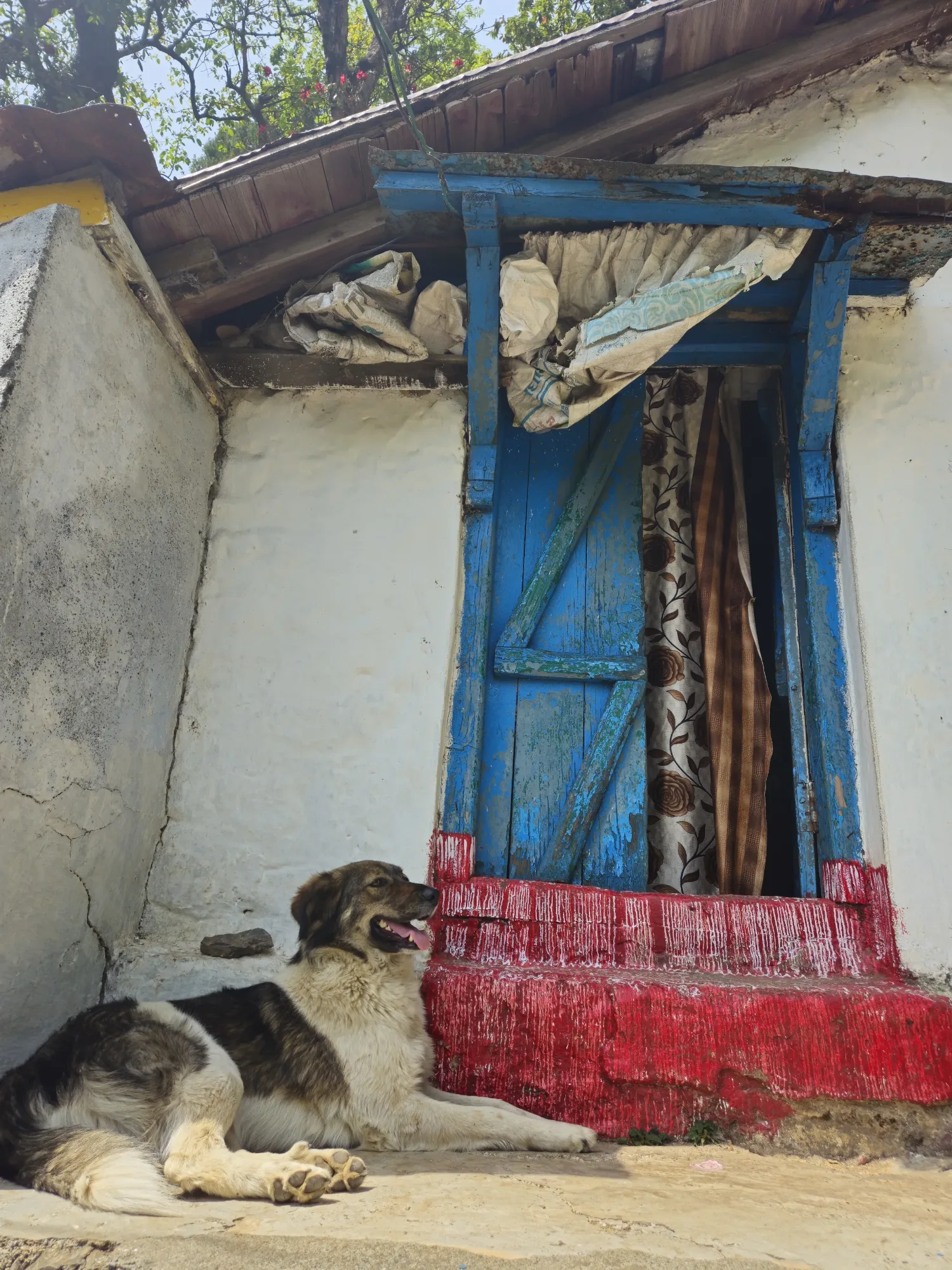 Cheena Peak Hike – Experience Nainital from Above