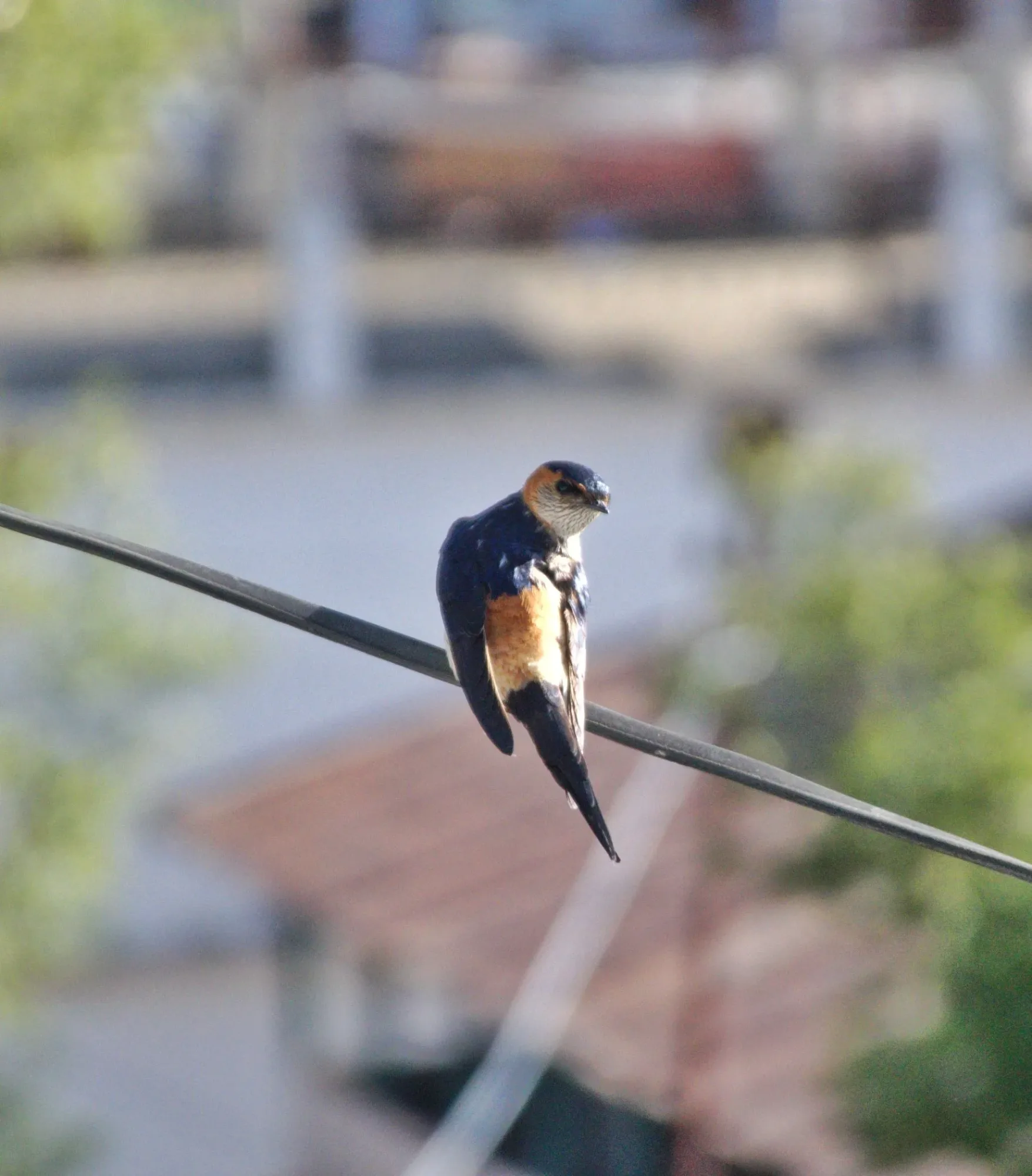 Slow Walk for Bird Watching in Sattal