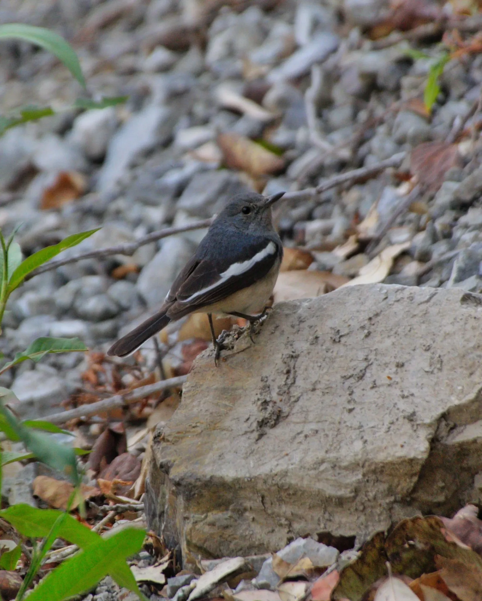 Slow Walk for Bird Watching in Sattal
