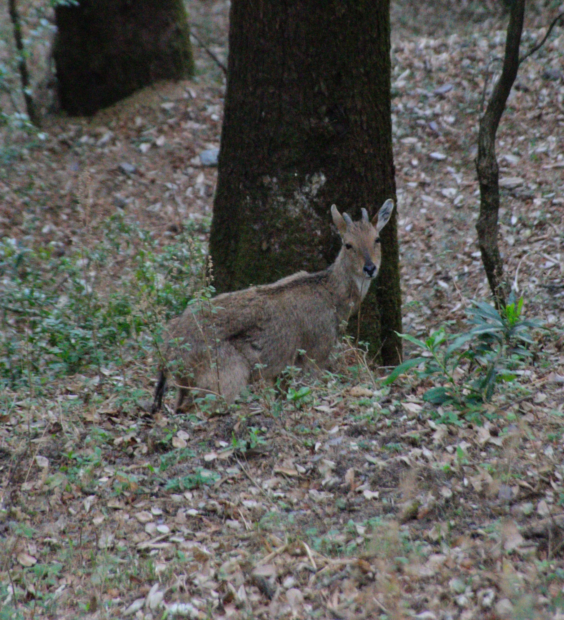 Slow Walk for Bird Watching in Sattal