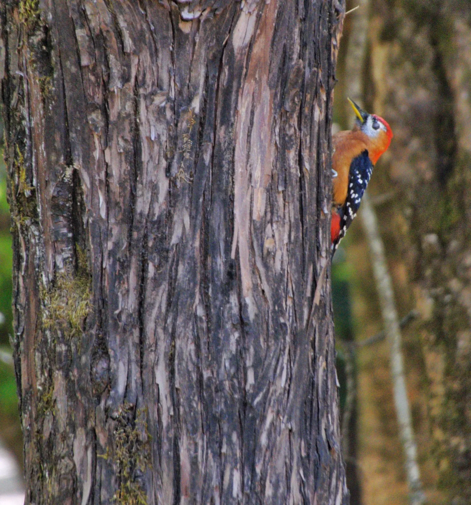 Slow Walk for Bird Watching in Sattal