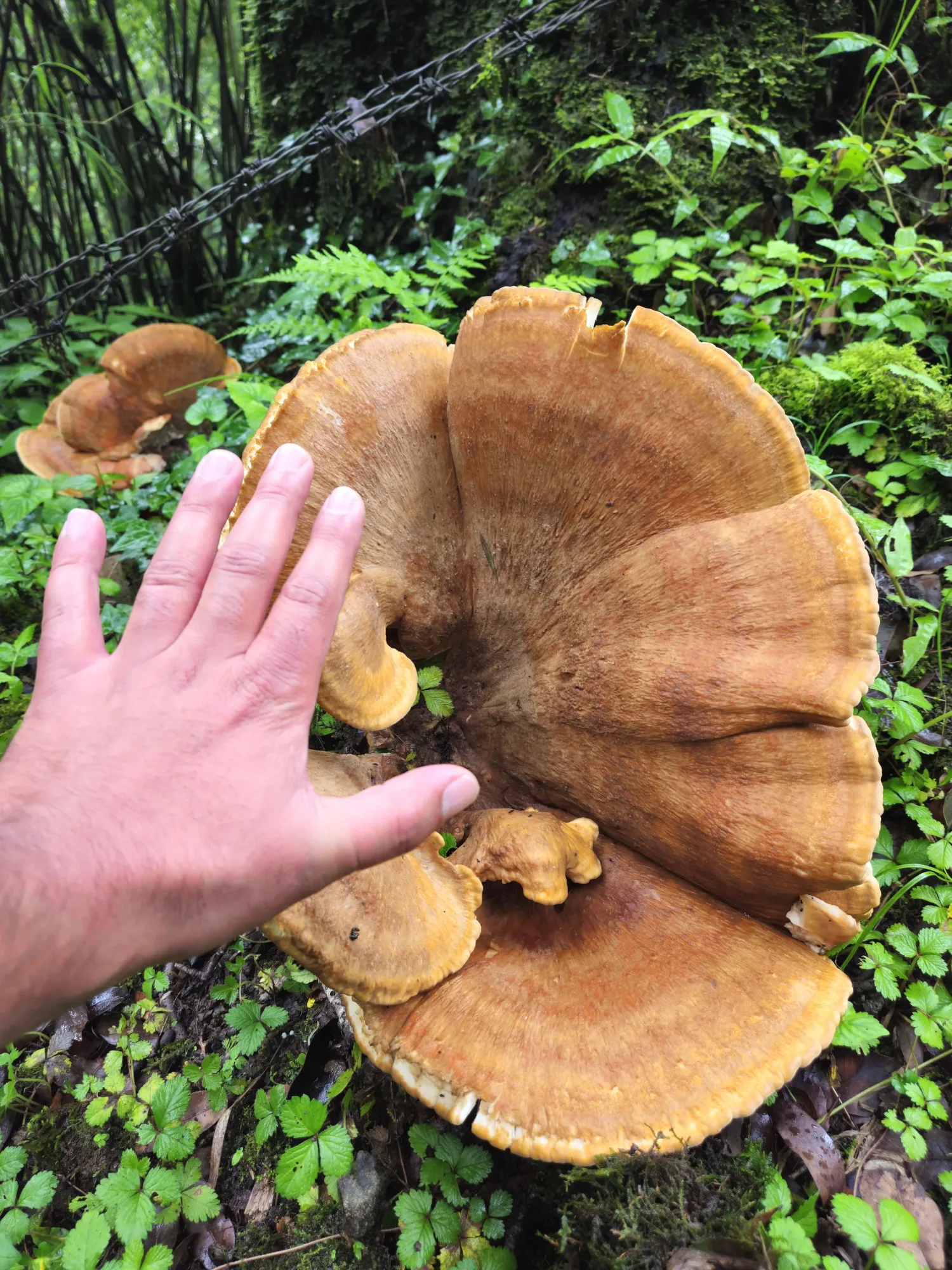 Forest Walk to Ayarpata Hill