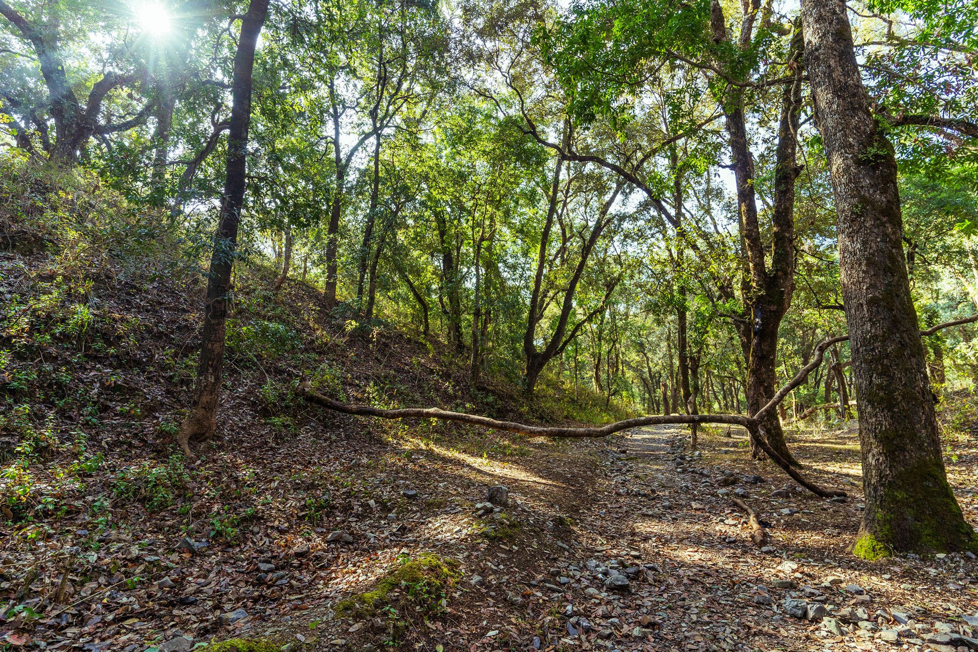 Sattal Biodiversity Walk - Full Day Excursion